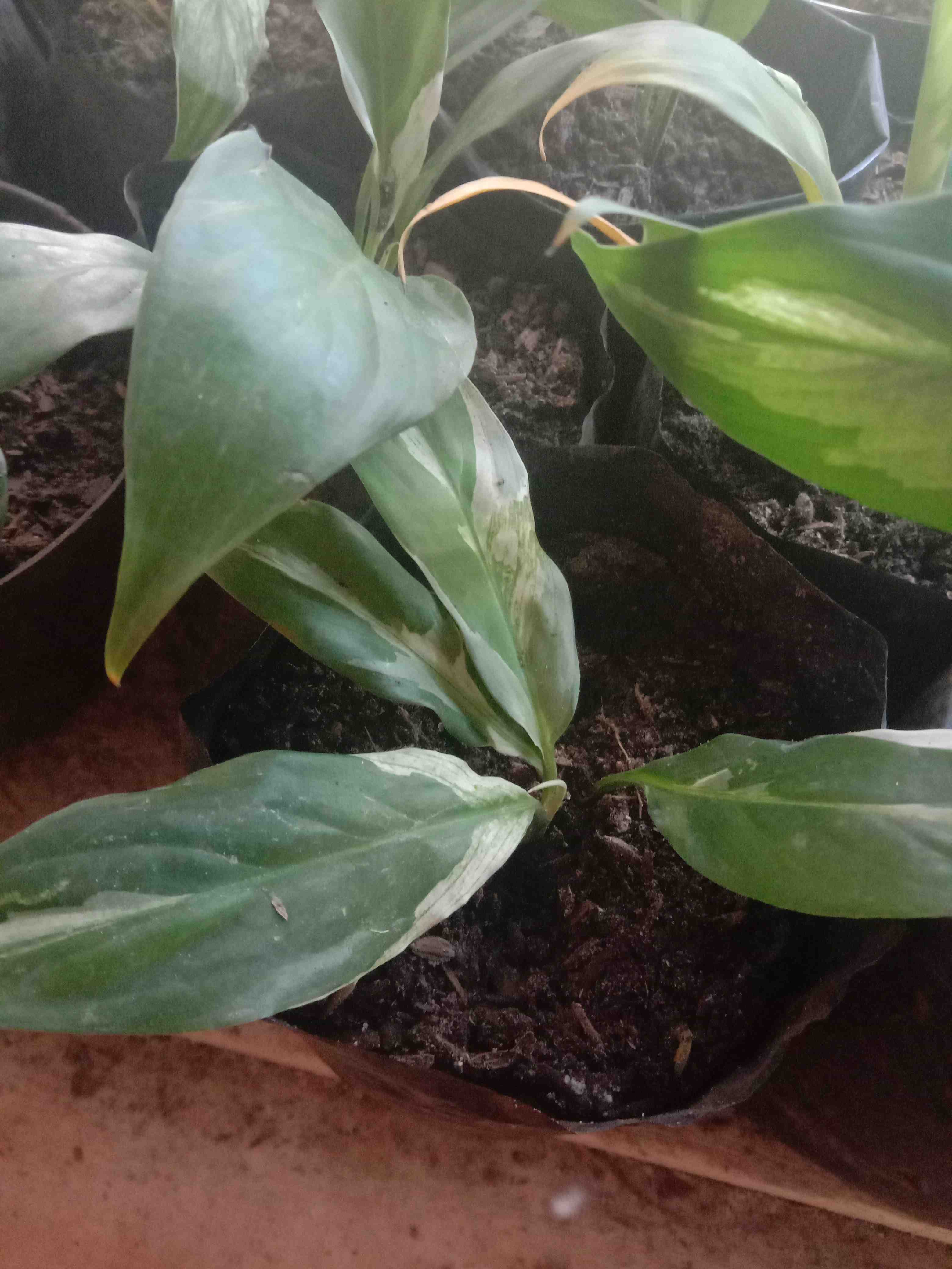 Peace Lily Sepatu Filum Sepatu Pilum Varigata Murah