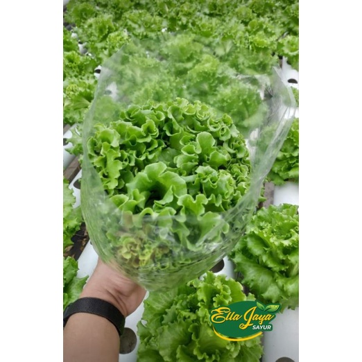 

Selada Hidroponik Fresh 250Gram Purwokerto