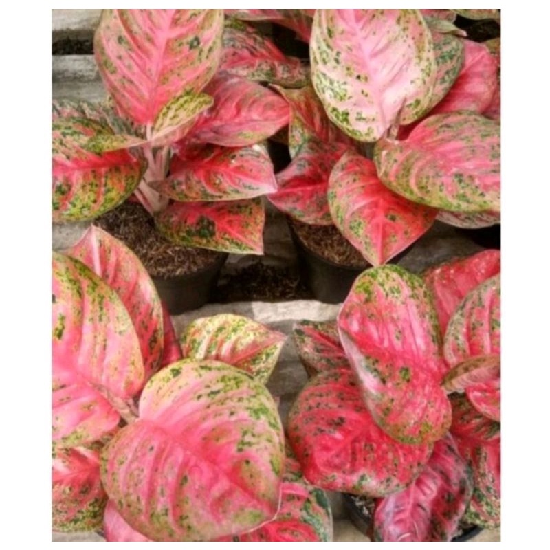 bibit bonggol aglonema wulandari cantik bibit aglonema murah