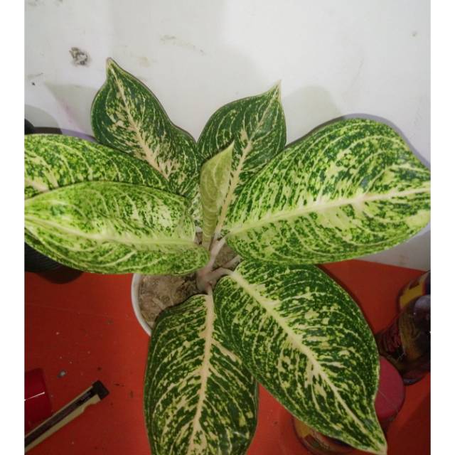 Aglaonema white Tamara