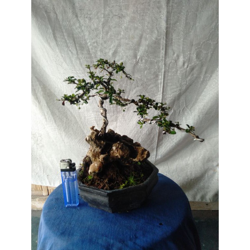 bonsai hokianti mikro