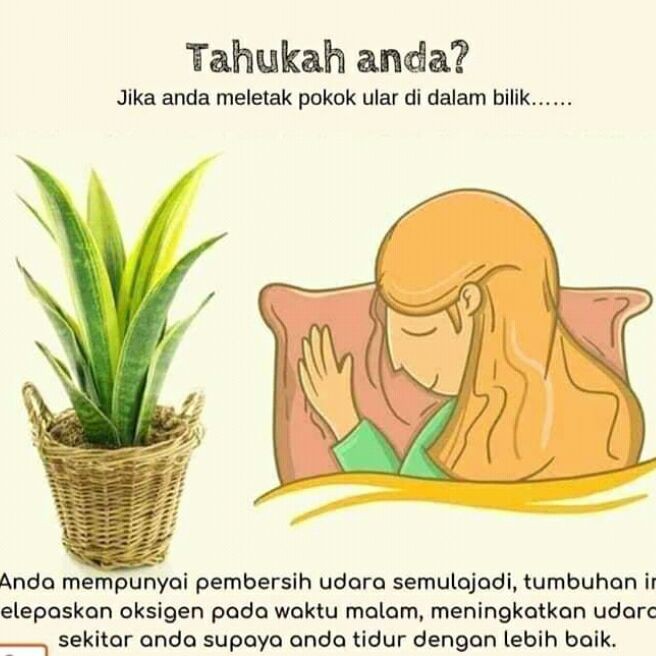 sensivera/lidah mertua