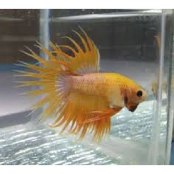 Ikan Cupang Crowntail Yellow Banana Ikan Cupang Serit Kuning Solid M Shopee Indonesia