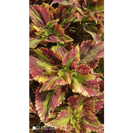 Tanaman hias miana premium id Pelangi