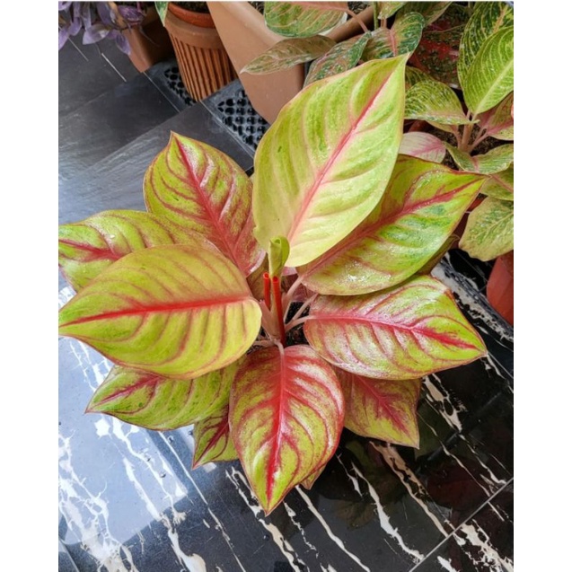 AGLONEMA RED PANAMA / BUNGA HIAS AGLONEMA RED PANAMA / TANAMAN HIAS AGLONEMA RED PANAMA