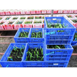 Terlaris Mini Pot  Grosir  Shopee Indonesia 