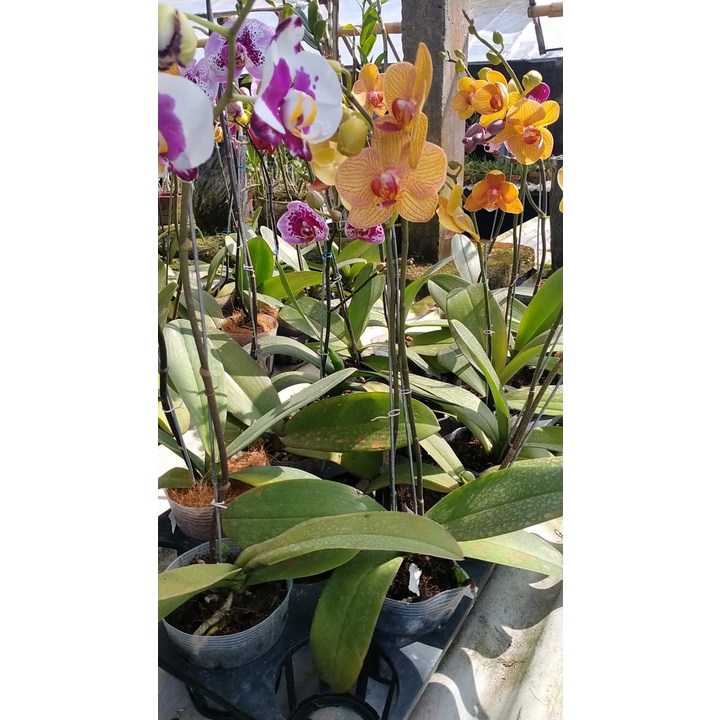 ANGBUL KOLEKSI  BERBUNGA