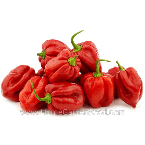 Benih Cabai Habanero Caribbean Red - Hot Pepper - Home Garden Seed