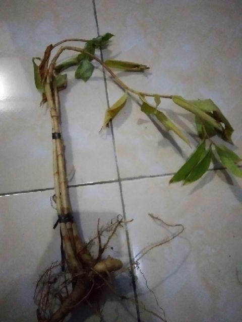 Tanaman Hias Sansivera Penyejuk,penyeteril Udara