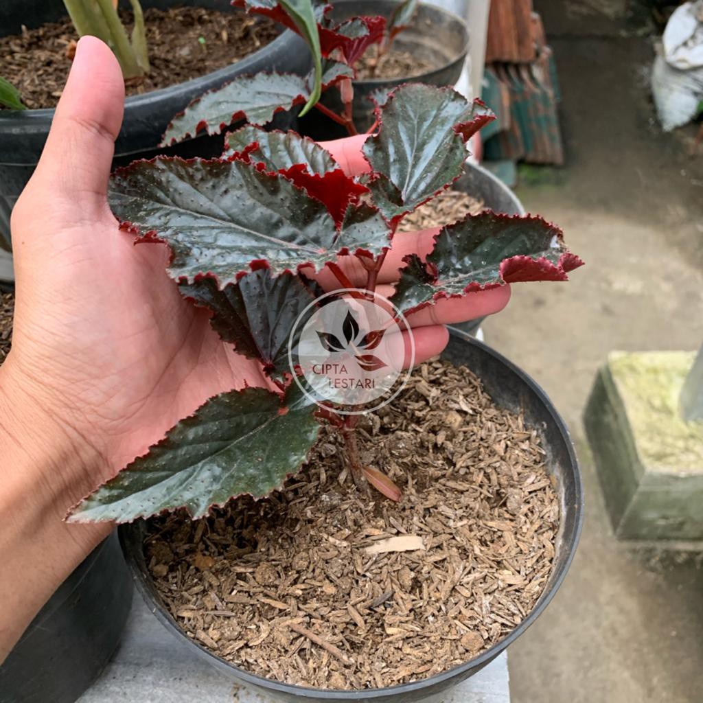 Tanaman Begonia Merah Bunga Begonia Merah Bibit Begonia Merah