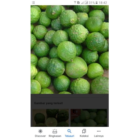 

buah jeruk purut segar jeruk bumbu sambal 500 gram