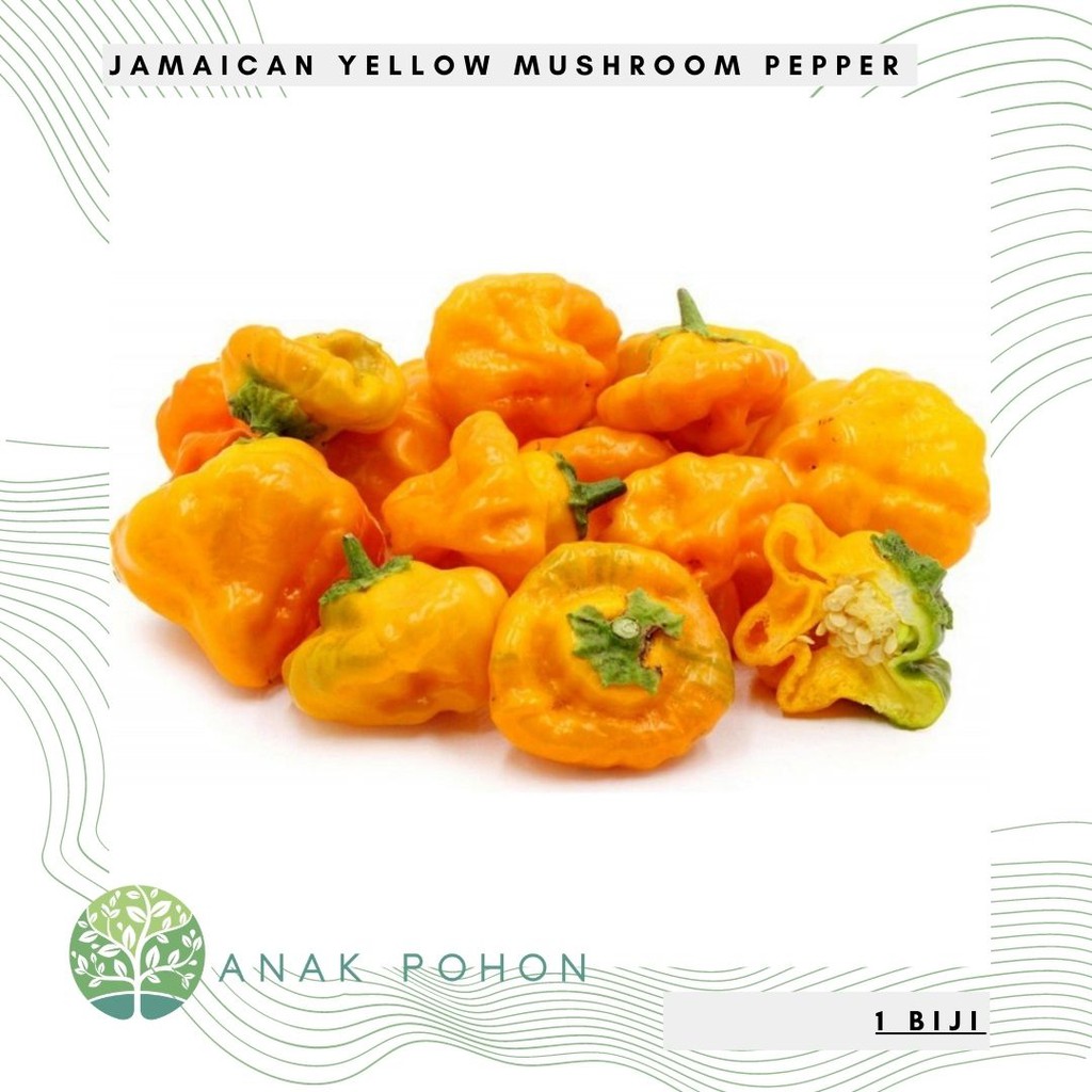 Benih Bibit Biji - Cabai Jamaican Yellow Mushroom (Cabe Berbentuk Jamur) Pepper Seeds