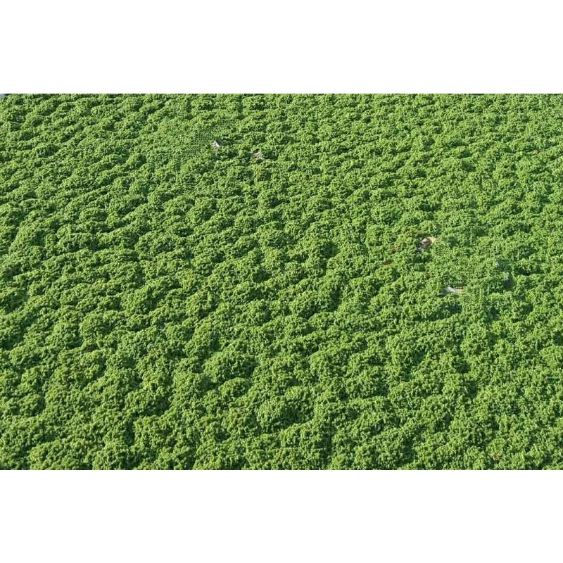 Promo bibit indukan azolla utk pakan ternak