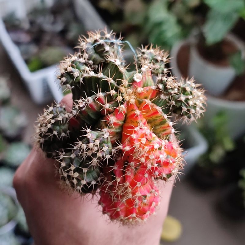 Kaktus grafting Tricolor indukan rimbun