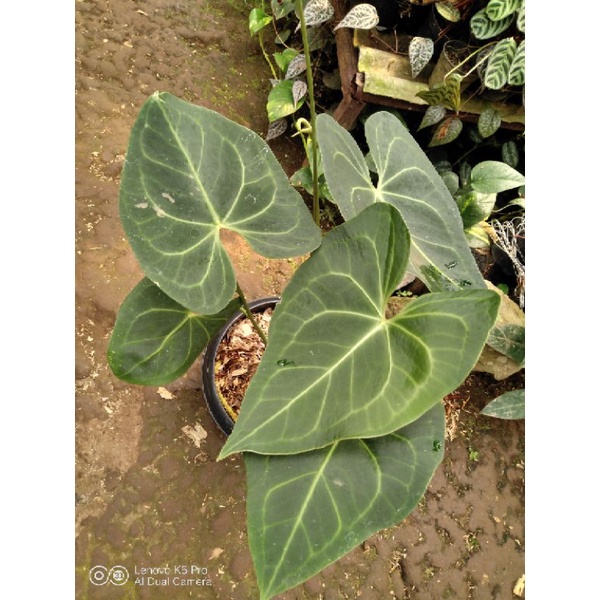 Anthurium Rhinoskin / Anthurium Clarinervium Hybrid