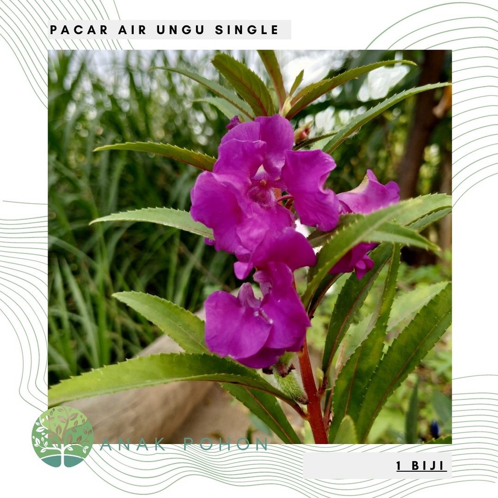 Benih Bibit Biji - Bunga Pacar Air Single UNGU / Purple Rose Balsam Impatiens Balsamina Seeds