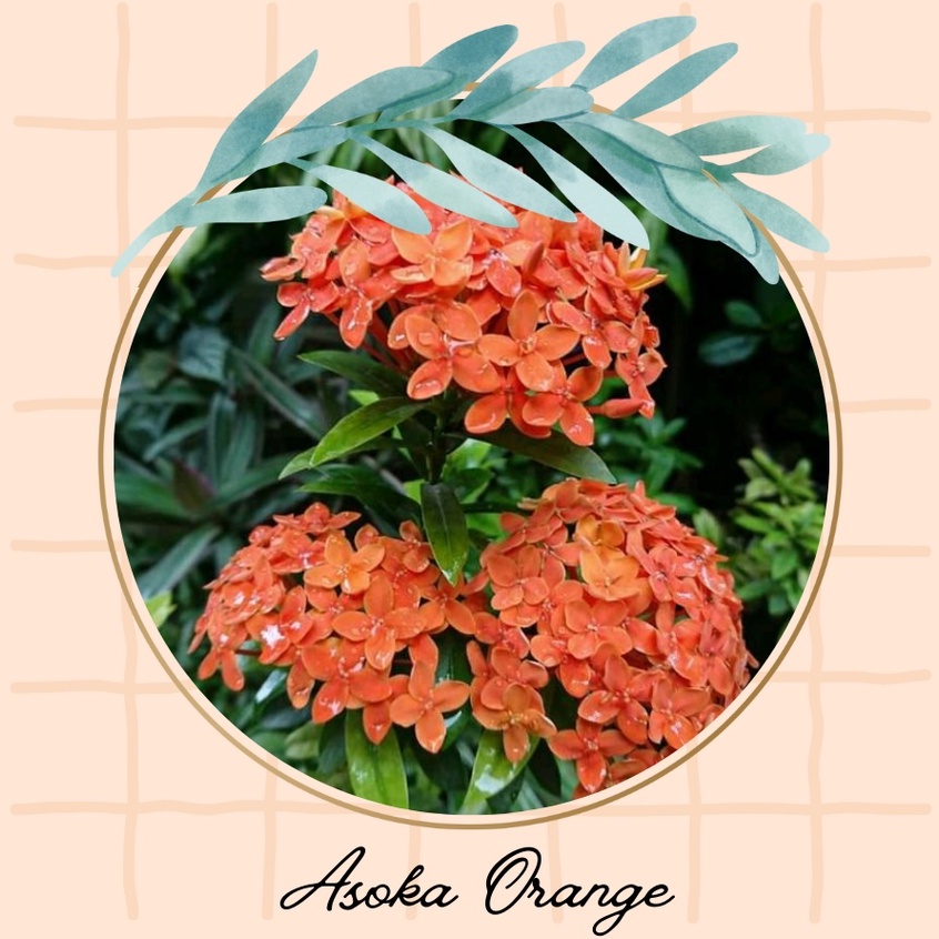 Tanaman Hias Asoka Orange Bunga Asoka Orange