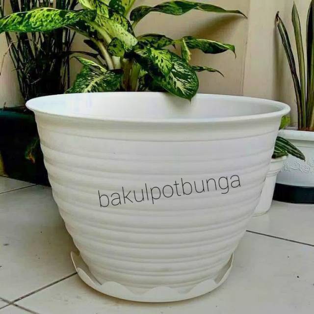  Pot  Bunga Tawon  30 dan Tatakan Alas  Pot  Shopee Indonesia