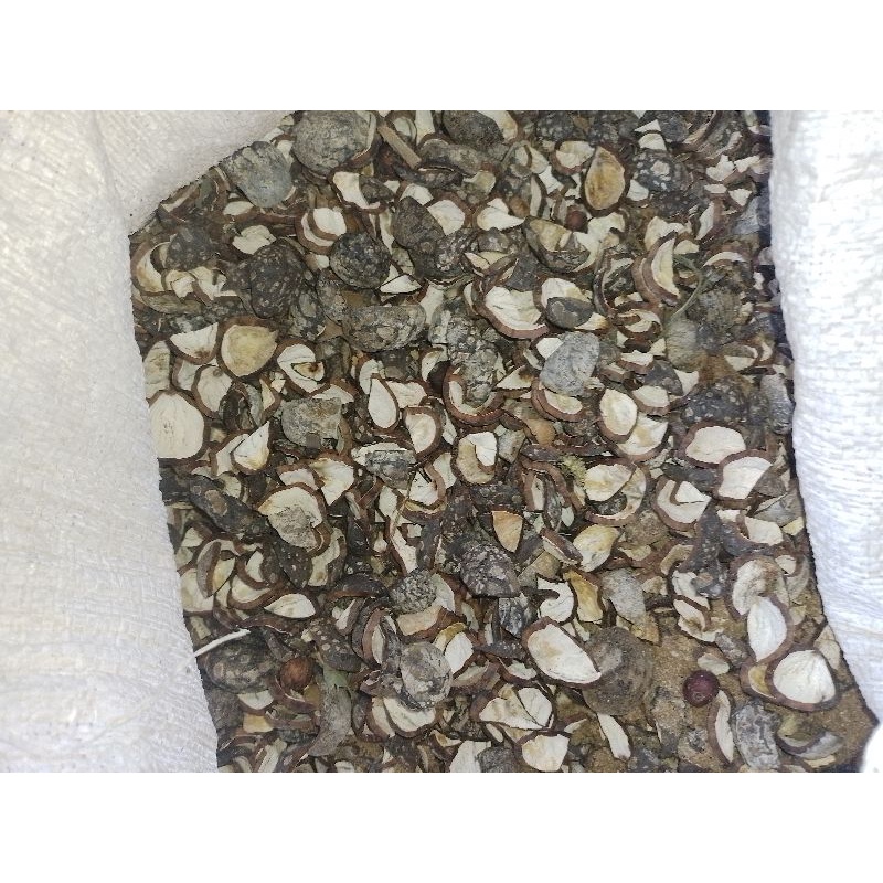 

kulit biji kemiri 1000 gram, kulit kemiri kupas, bahan bakar sate