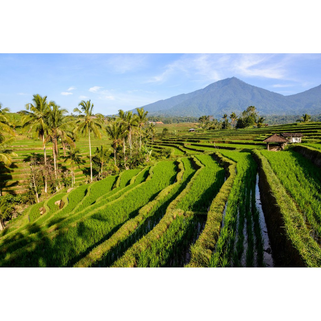 BERAS ORGANIK JATILUWIH 1 KG