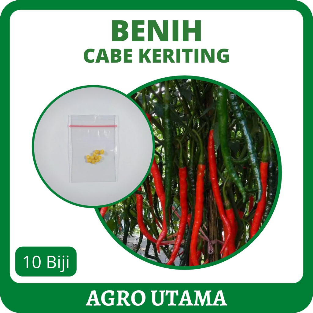 10 Benih Cabe Keriting Unggul