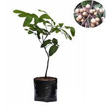 hasil okulasi Bibit Tanaman Kelengkeng Pingpong Okulasi Cepat Berbuah bibit kelengkeng pingpong