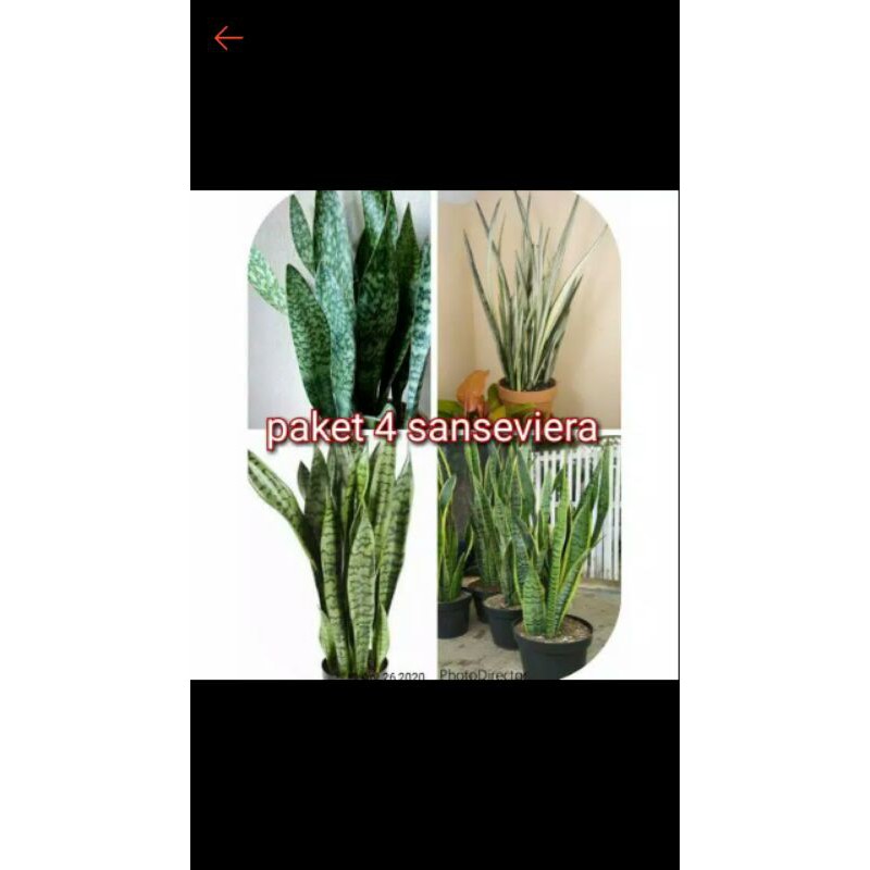 PAKET 4 POHON SANSEVERIA 4 JENIS TANAMAN ANTI POLUSI,POHON LIDAH MERTUA