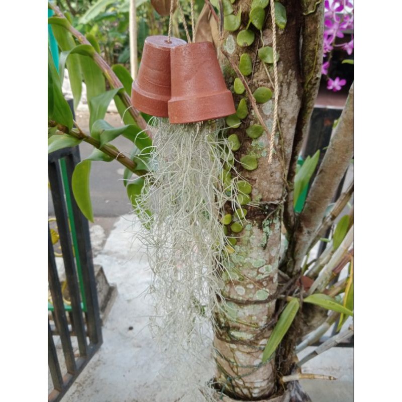 Jenggot dewa/jenggot musa/tyllandsia usnoides