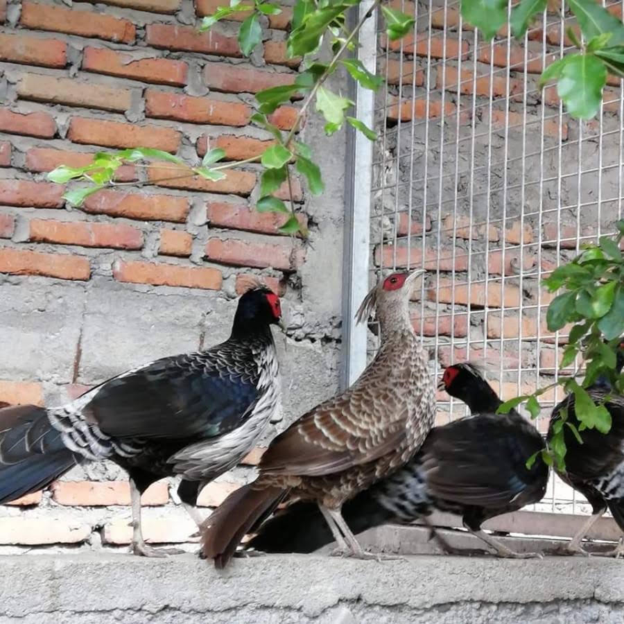 

TELUR AYAM HIAS RINGNECK PHEASANT JENIS CHEER FERTIL ASLI UNTUK TERNAK