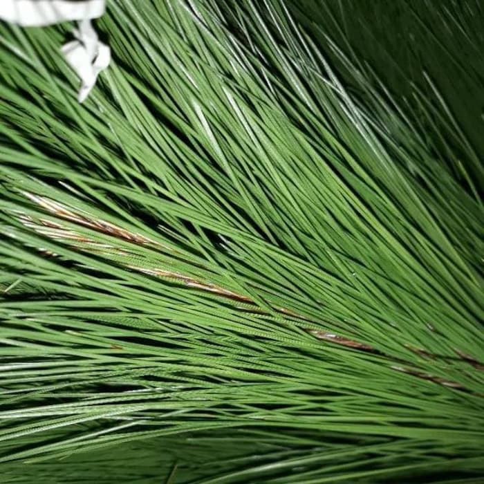 

Daun pinus 1 kg Kondisi Segar Sehat Murah