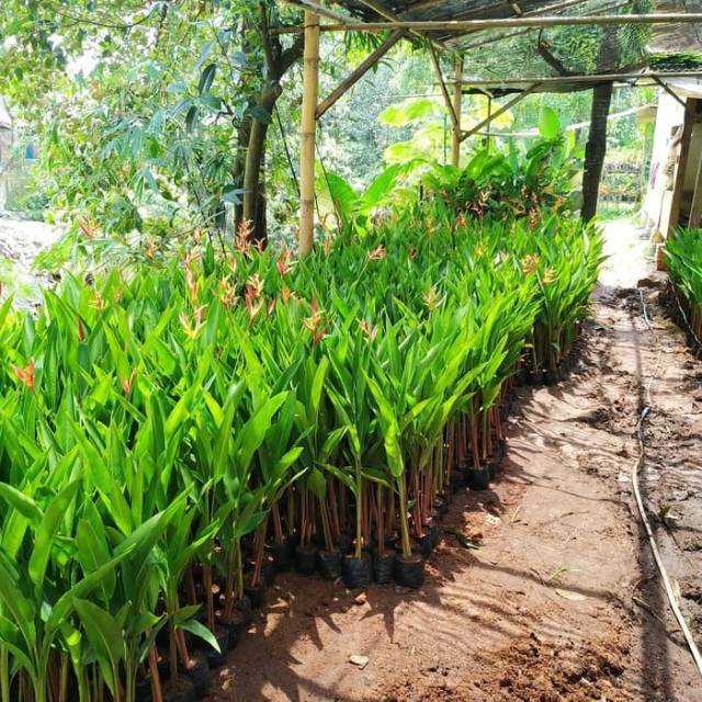 Tanaman hias heliconia - pisang_pisangan - bunga pisang