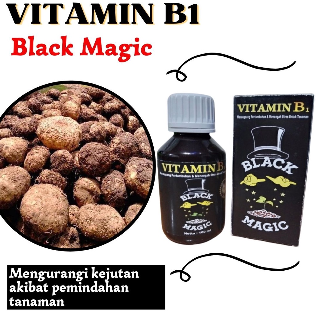 Pupuk Organik Cair Untuk Porang, Vitamin B1 Black Magic Pemicu Pertumbuhan Akar Porang