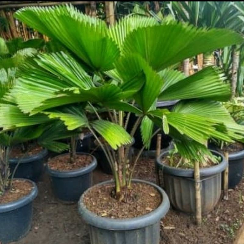 Tanaman hias pohon palem kol licuala grandis pohon kipas