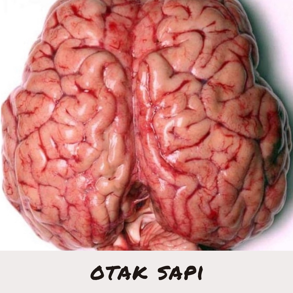 

Otak Sapi 1 Kg