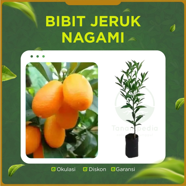 Bibit Jeruk Nagami / Pohon Jeruk Nagami / Tanaman Nagami Bibit Unggul Tanampedia