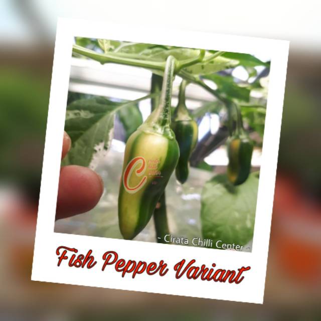 

Biji / Buah FISH PEPPER VARIAN (VARIGATA)