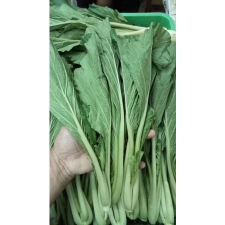 

SegarDailly Sawi Hijau 250gram/Pack