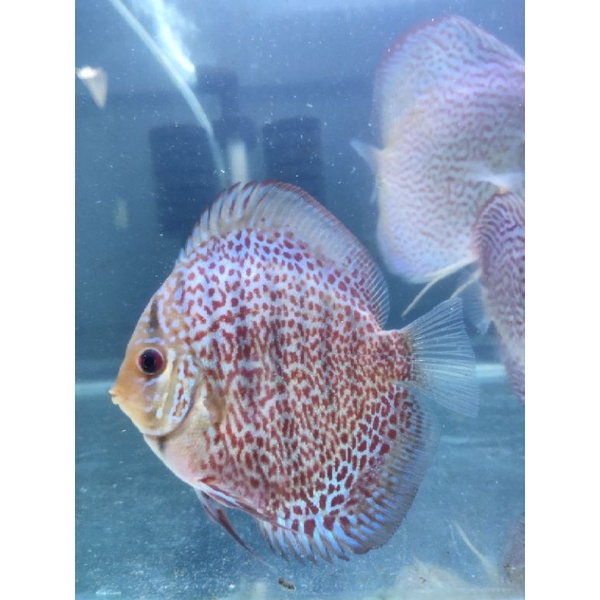 Ikan Discus Leopard 3 inch