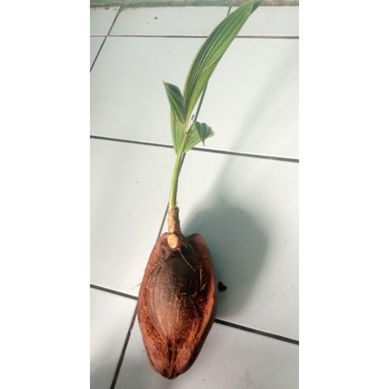 bonsai kelapa wulung kupas separauh