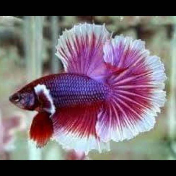 Terbaru Ikan Cupang Hias Big Ear