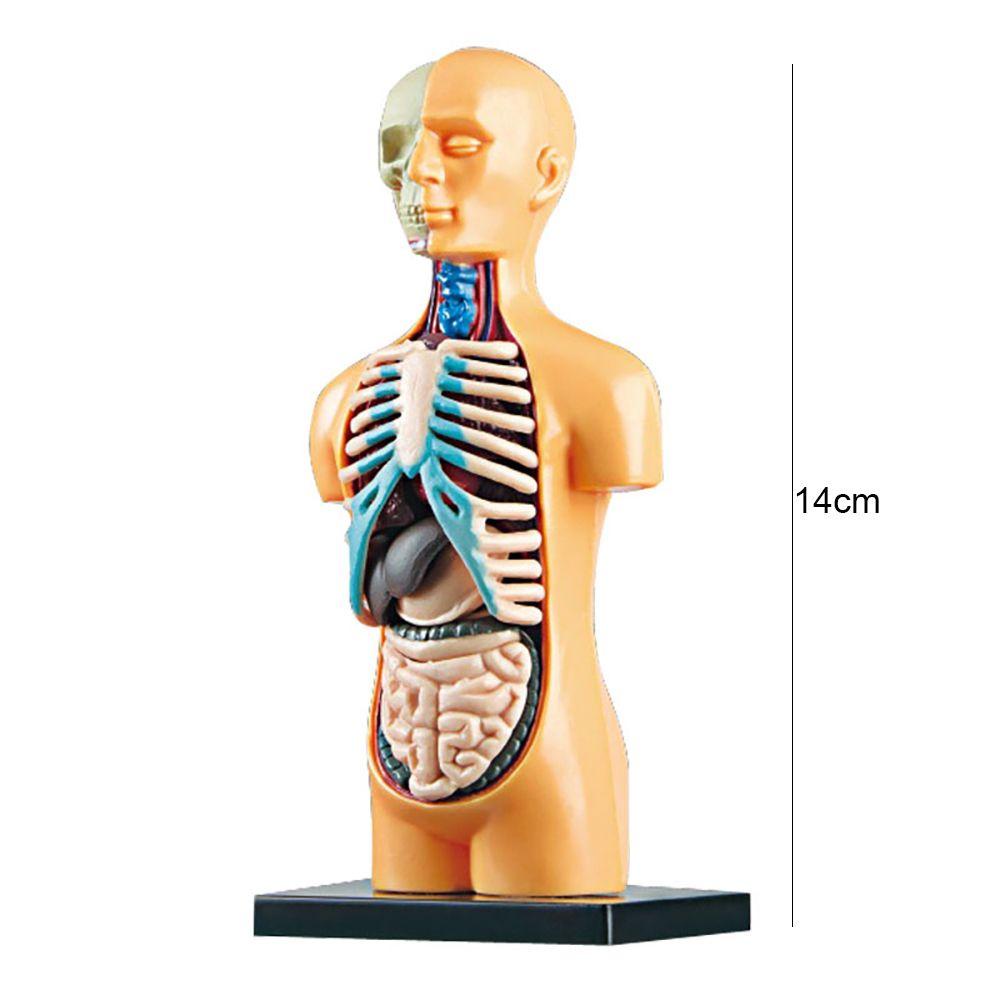 Model Anatomi Torso Organ Internal Untuk Alat Bantu Mengajar