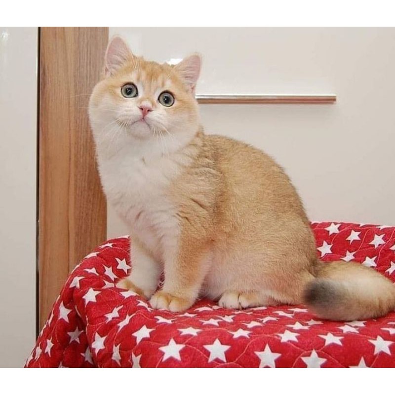 kucing import British shorthair