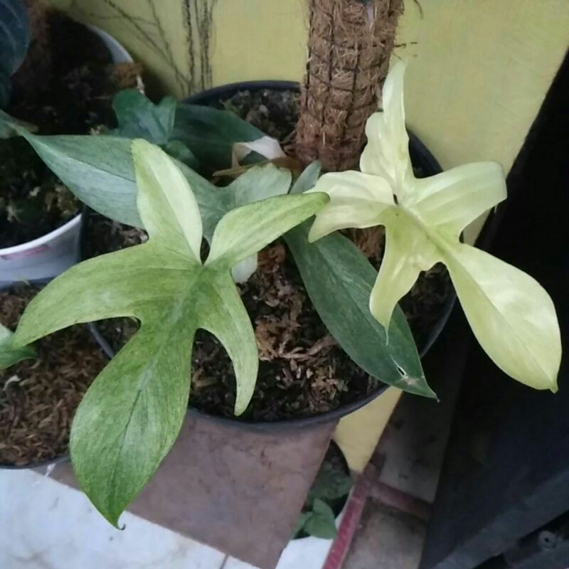 Philodendron Florida Ghost