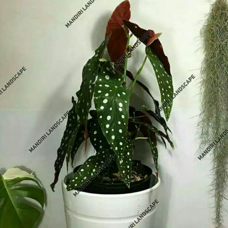 tanaman hias begonia polkadot-begonia polkadot-angel wing-begonia polkadot-BEGONIA POLKADOT