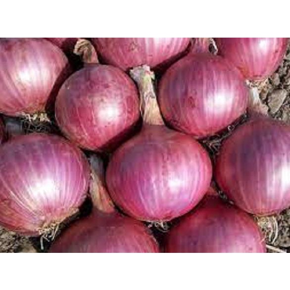 

[[COD]] BAWANG MERAH JUMBO TUNGGAL BESAR / SOLO SHALLOT BERKUALITAS Kode 1028