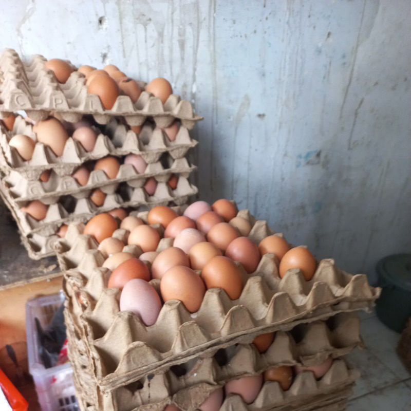

telor ayam negri,telor ayam kampung,telor puyuh,telor bebek,