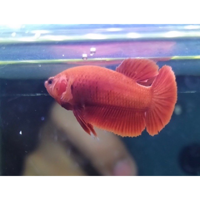 cupang super red betina / cupang super red female