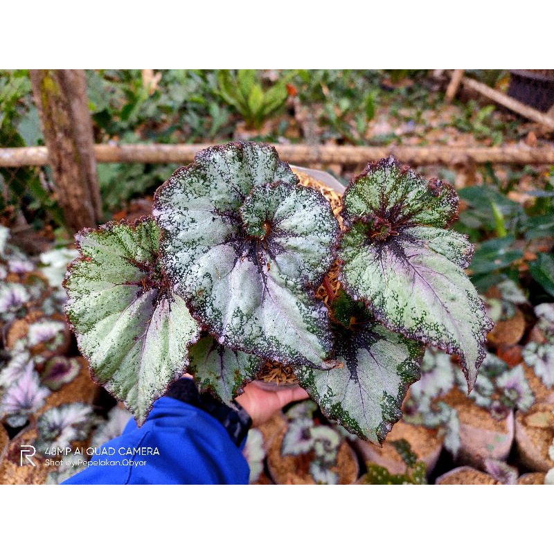 BEGONIA ESCARGOT RAINBOW / BEGONIA KEONG PELANGI  / BEGONIA REX KEONG