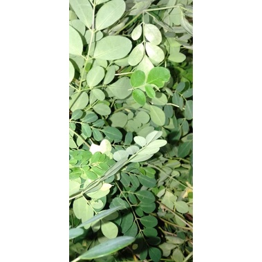 

Godong Kelor segar merunggai (Moringa oleifera) kg