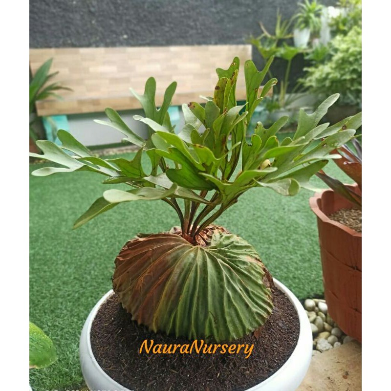 Platycerium Ridleyi Ridley Tanduk Rusa Simbar Menjangan Uk Medium Shopee Indonesia